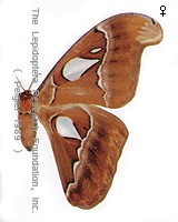 attacus inopinatus