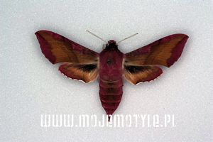 deilephila porcellus