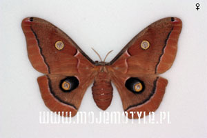 antheraea polyphemus