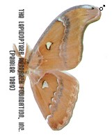 attacus aurantiacus